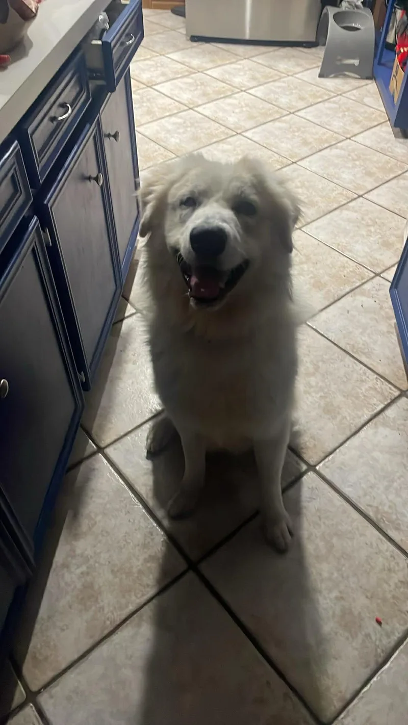 Casper : Your Fluffy thumbnail 3