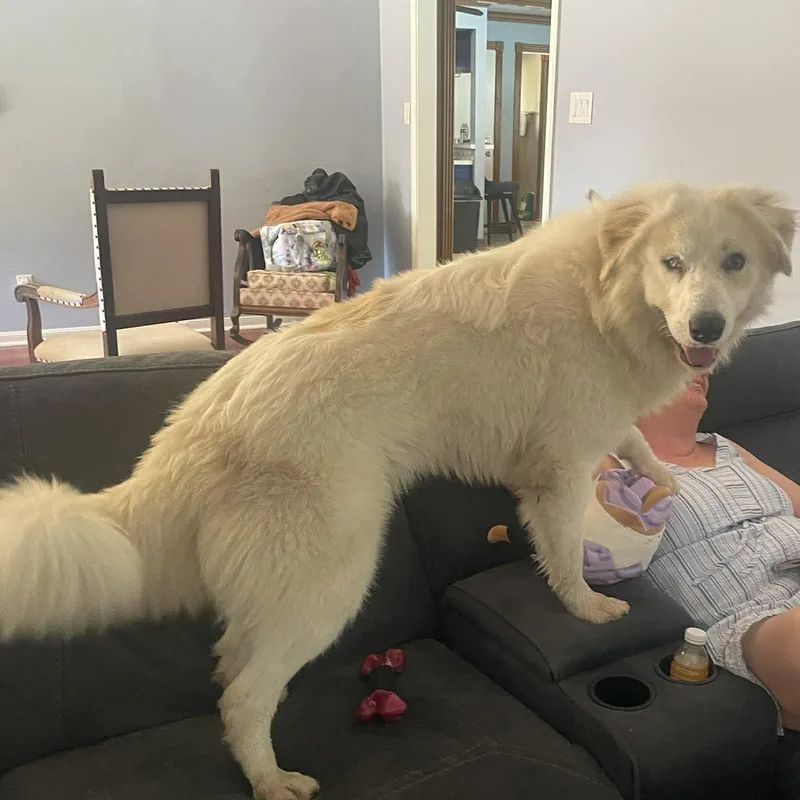 Casper : Your Fluffy thumbnail 4