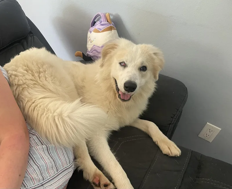 Casper : Your Fluffy thumbnail 5