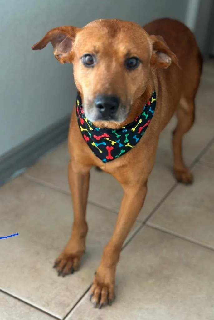 An adult medium-sized male Yellow / Tan / Blond / Fawn Chihuahua dog named Mr Smiley for adoption in Houston, TX