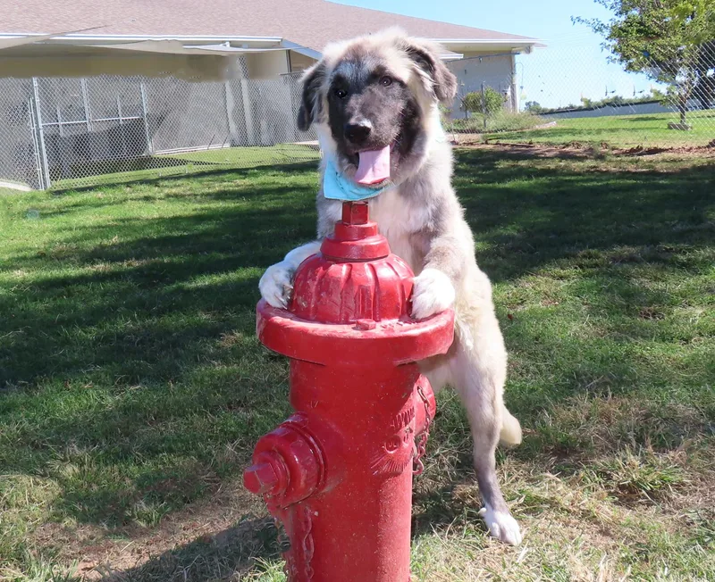 A baby large-sized male Anatolian Shepherd dog named Raleigh C for adoption in Rogers, AR