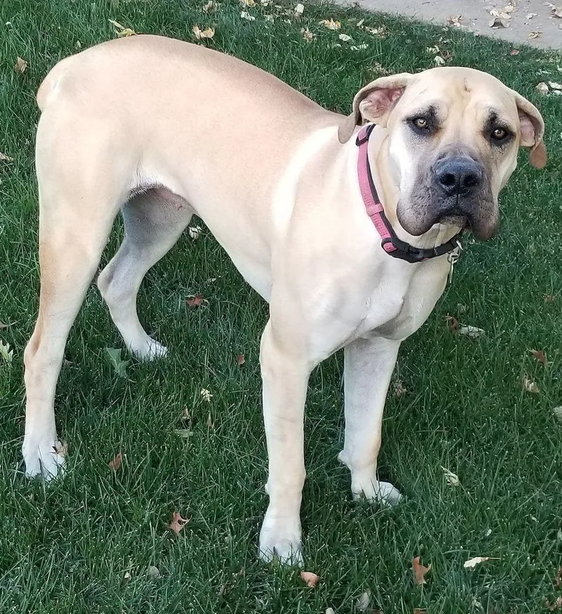 A young extra large-sized female Yellow / Tan / Blond / Fawn Boerboel dog named Nala for adoption in Larkspur, CO