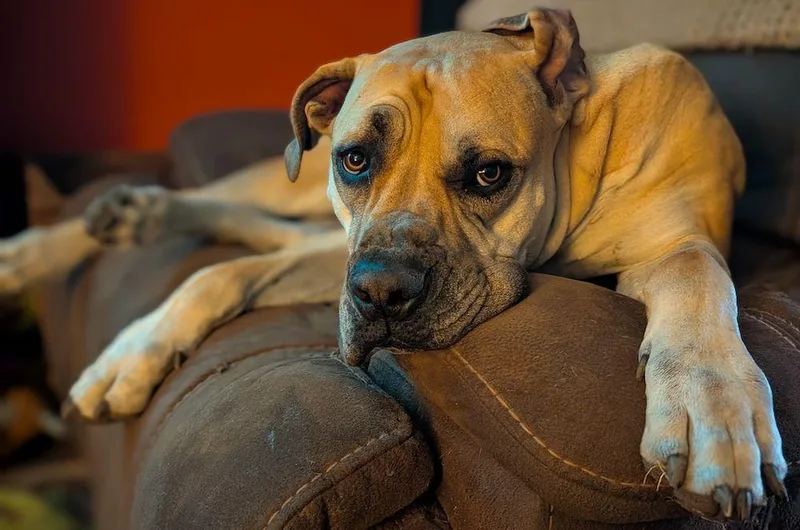 Nala thumbnail 2