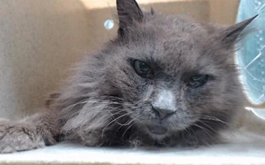 A senior small-sized female Domestic Long Hair cat named Daisy for adoption in Los Angeles, CA