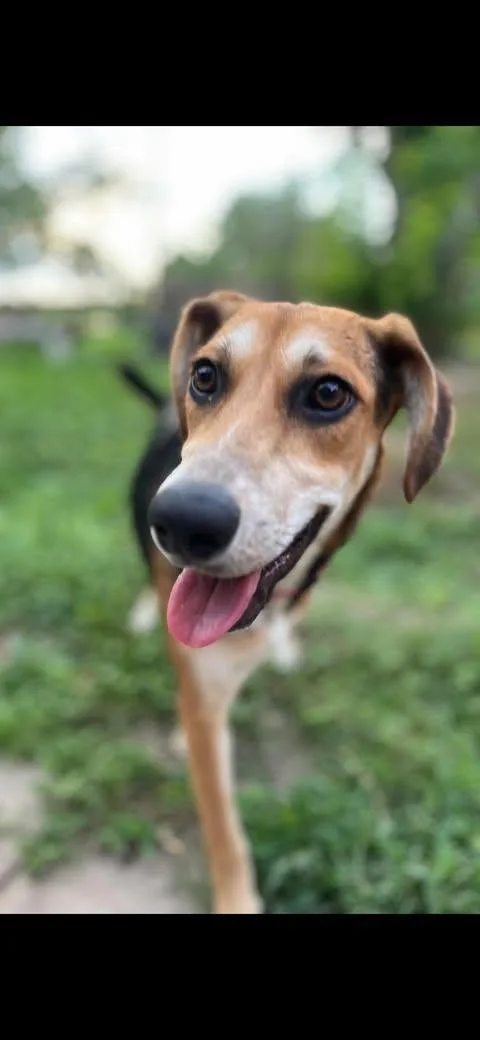A baby medium-sized female Bicolor Shepherd dog named Scout for adoption in Vernon, CT