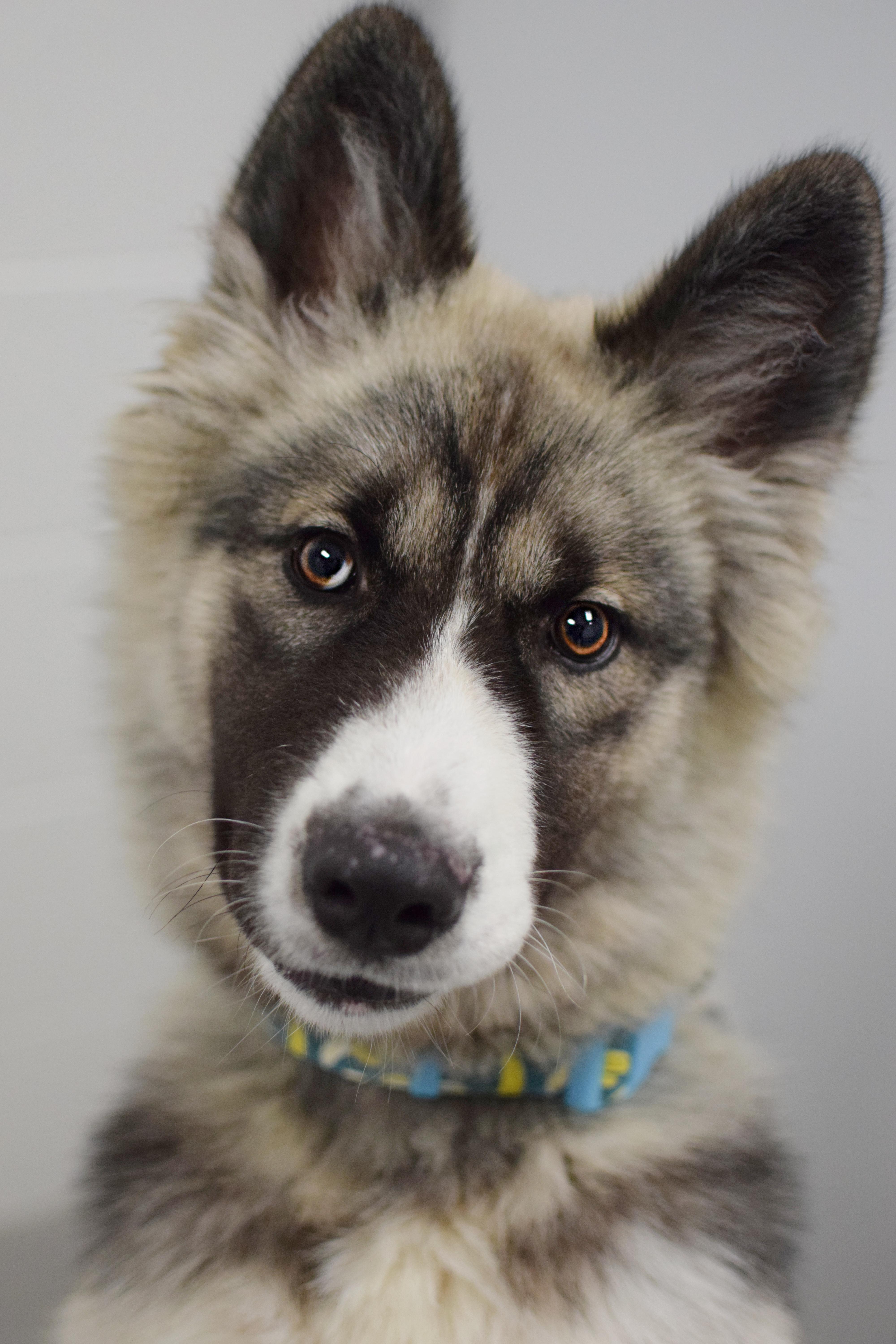 A young large-sized male Brindle German Shepherd Dog dog named Fuji for adoption in Pontiac, MI