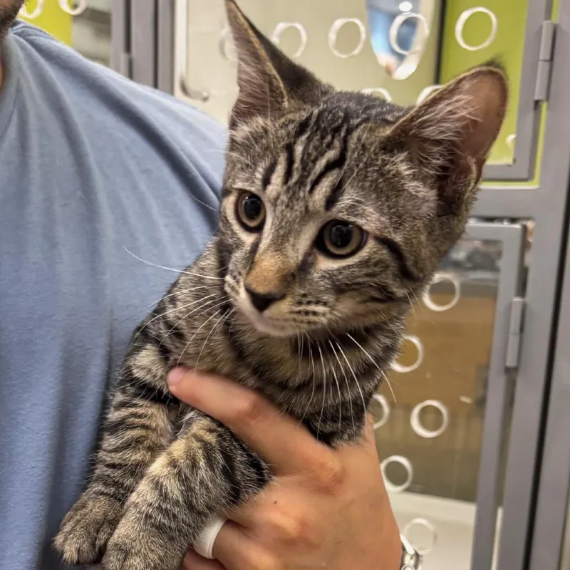 A baby small-sized male Gray / Blue / Silver Domestic Short Hair cat named Leo for adoption in Temecula, CA
