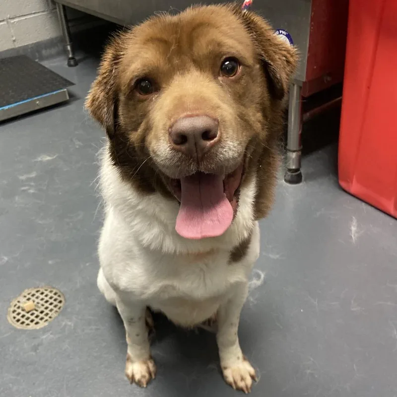 An adult medium-sized male White / Cream Mixed Breed dog named Luca for adoption in Allentown, PA