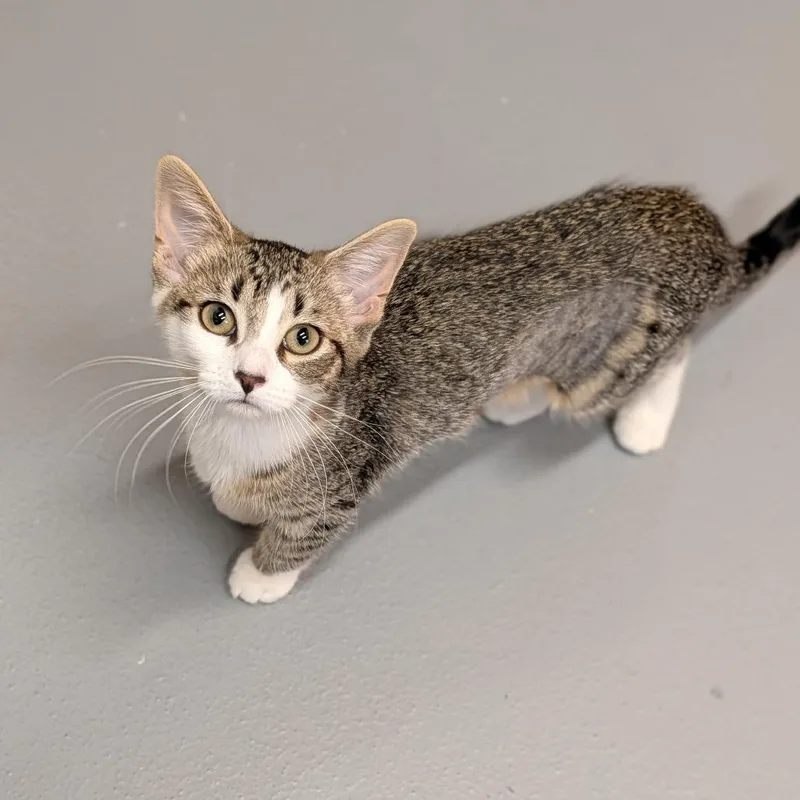 A baby medium-sized female Tabby (Brown / Chocolate) Domestic Short Hair cat named Sam Puckett for adoption in Cape Girardeau, MO