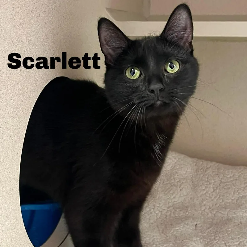Scarlett