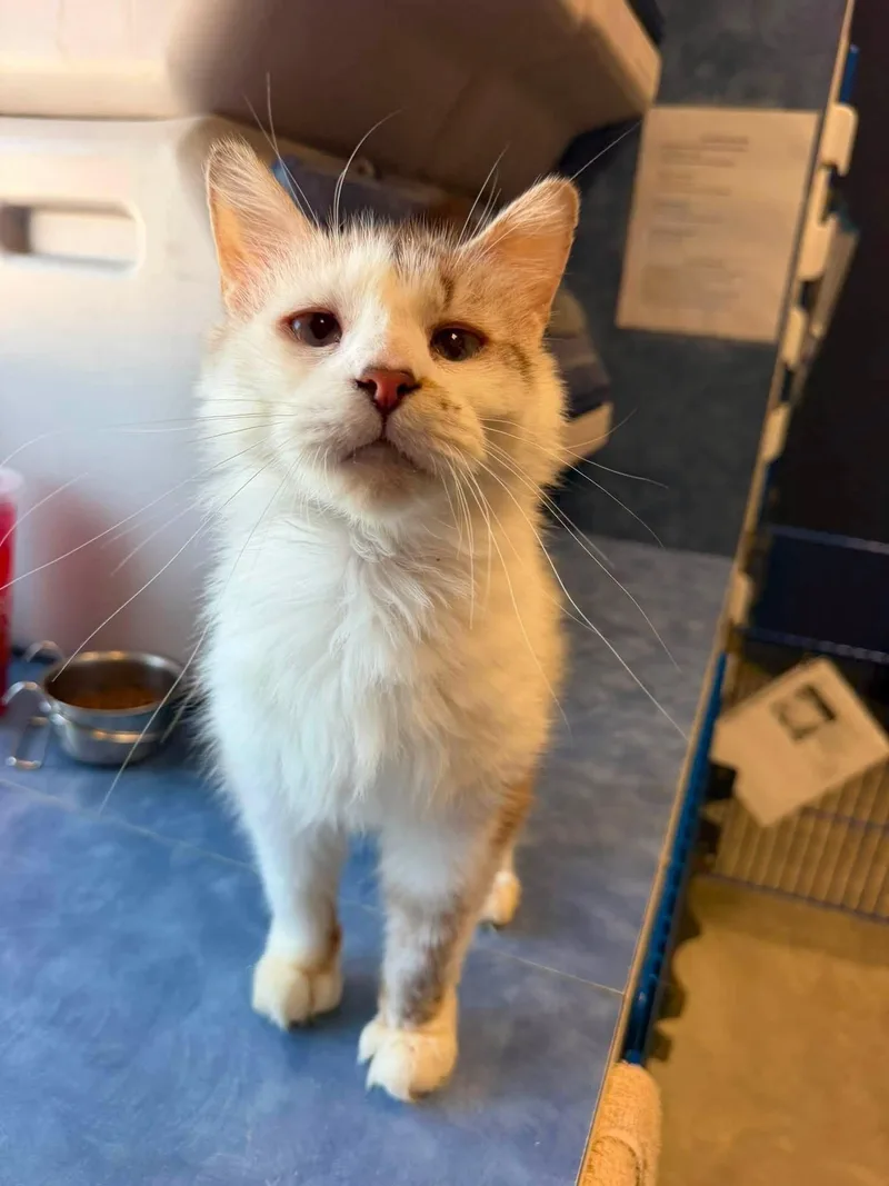 An adult medium-sized female Ragdoll cat named Aurora for adoption in Clinton, IL