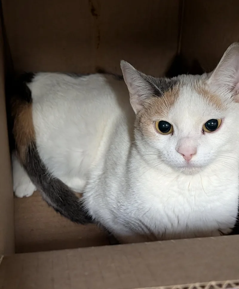 An adult medium-sized female Dilute Calico Dilute Calico cat named Chip for adoption in Marietta, OH