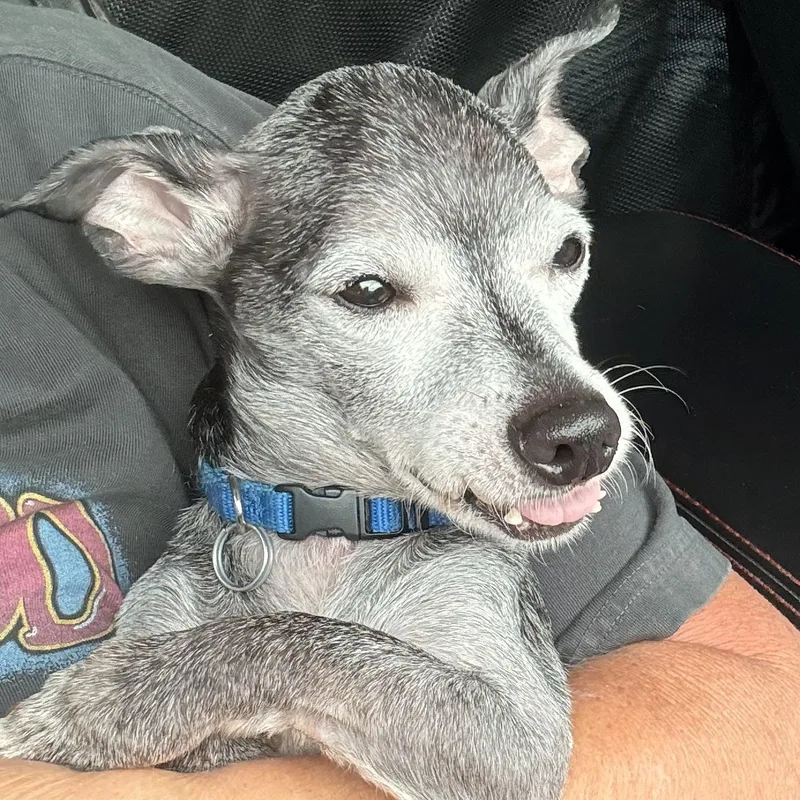 A senior small-sized male Gray / Blue / Silver Chihuahua dog named Ralphie for adoption in Charlotte, NC