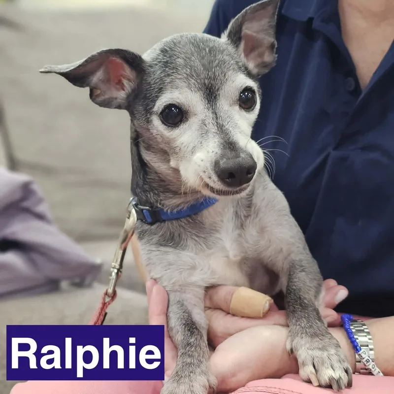 Ralphie thumbnail 4