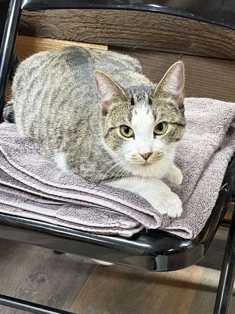 An adult medium-sized female Domestic Short Hair cat named Minnie for adoption in Mansfield, TX