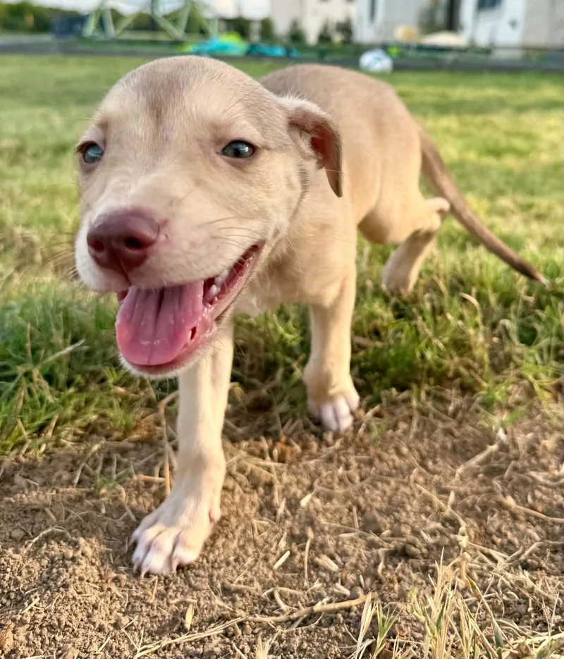 A baby medium-sized female Yellow / Tan / Blond / Fawn Labrador Retriever dog named Clover for adoption in Commerce, TX