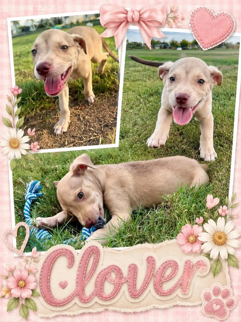 Clover thumbnail 4