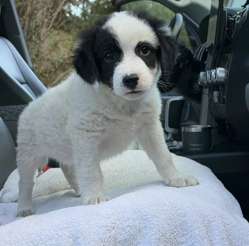 A baby medium-sized male White / Cream Mixed Breed dog named Buzz for adoption in Mt Pleasant, SC