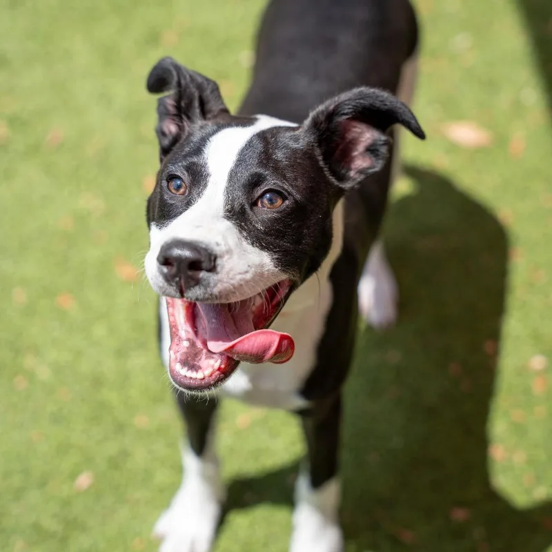 A baby medium-sized male Black Terrier dog named Kai for adoption in Gainesville, GA