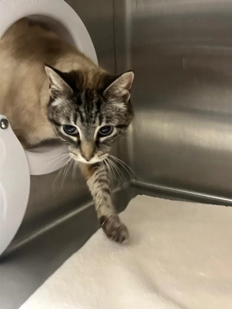 A young medium-sized female Domestic Short Hair cat named Saturn for adoption in Clarksville, TN