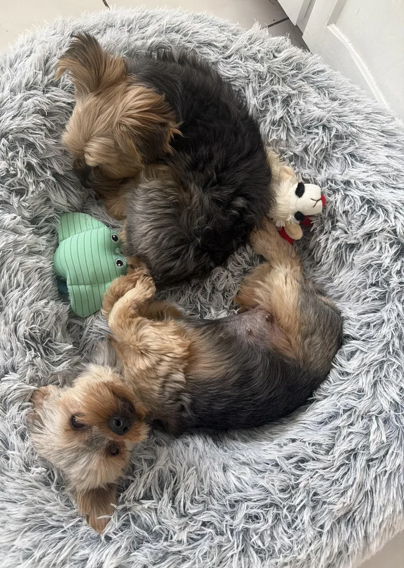 A young small-sized female Bicolor Yorkshire Terrier dog named Giada for adoption in Staten Island, NY
