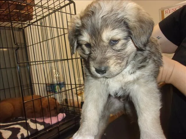 A baby small-sized male German Shepherd Dog dog named Brooklyn for adoption in Van Nuys, CA