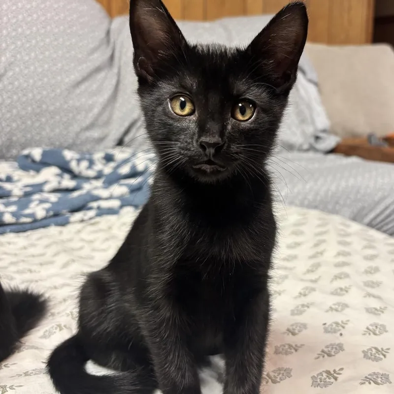 A baby small-sized male Black Domestic Short Hair cat named Draco for adoption in Wichita, KS