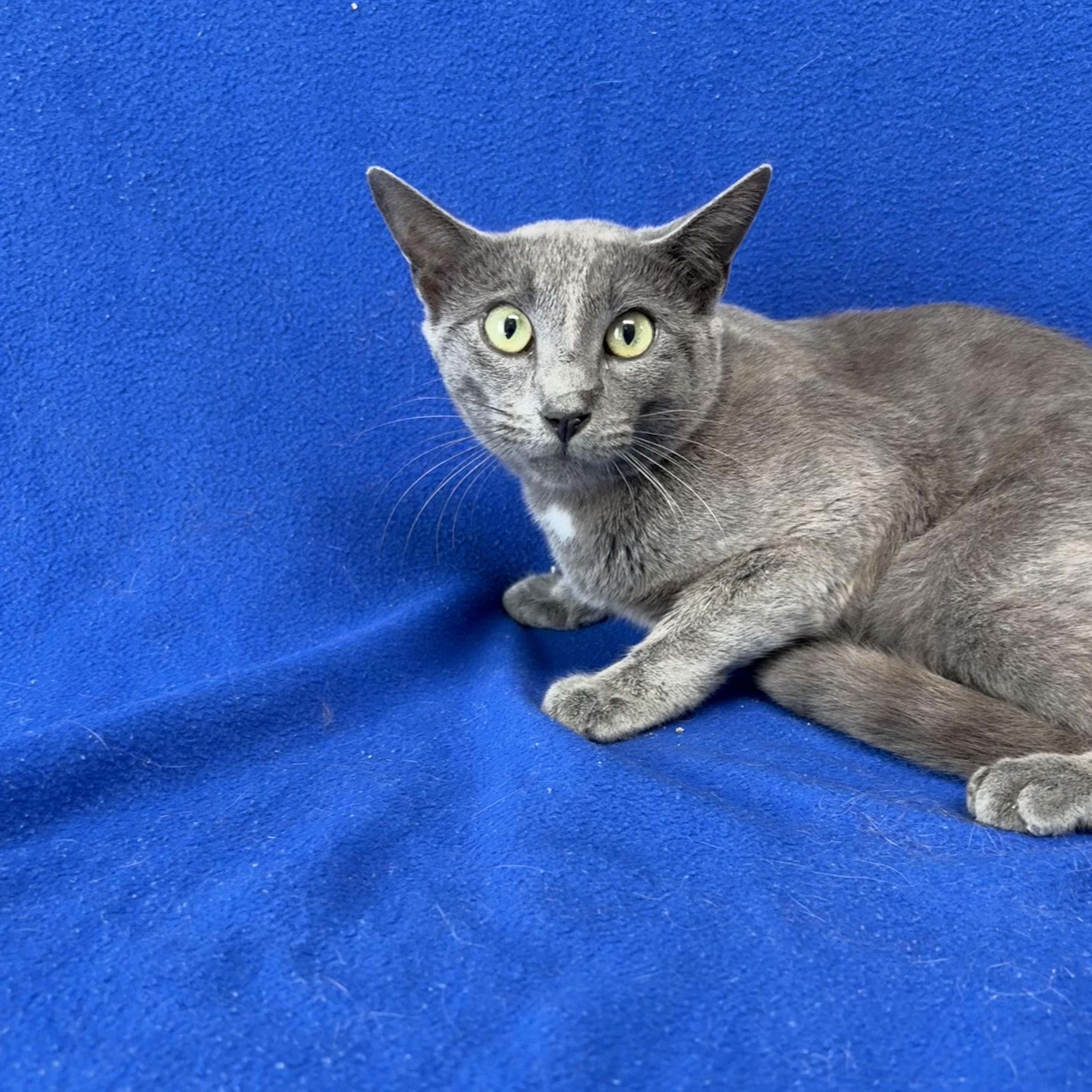 A young medium-sized male Gray / Blue / Silver Domestic Short Hair cat named Boris for adoption in Valdosta, GA