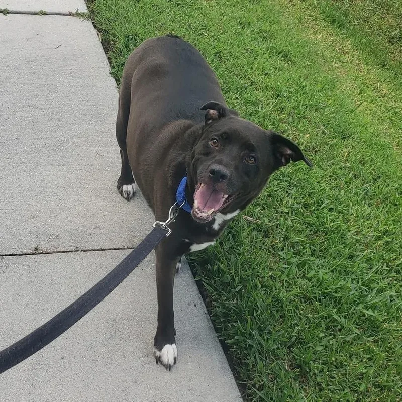 Chubbers