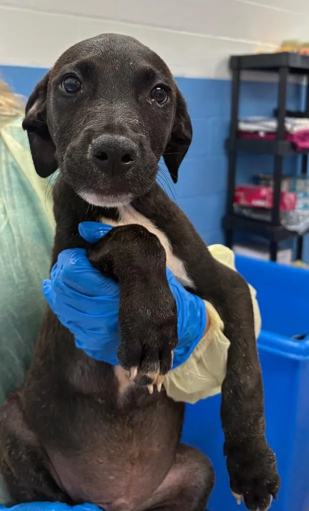 A baby medium-sized male Labrador Retriever dog named Nick for adoption in Hartsville, SC