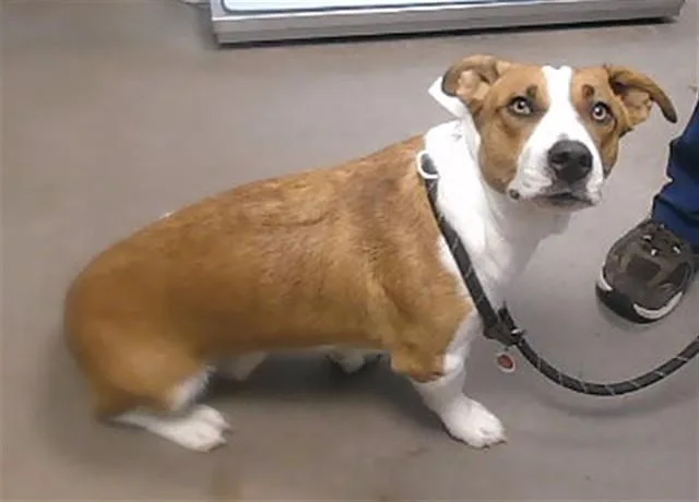 A young large-sized male Cardigan Welsh Corgi dog named Hoagie for adoption in Phoenix, AZ
