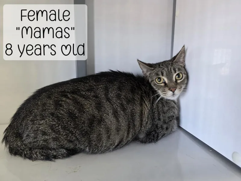 Mamas