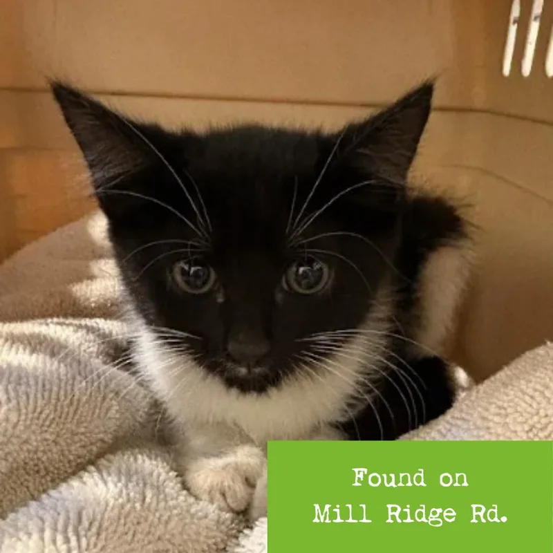 A baby small-sized male Black Domestic Short Hair cat named Sparky for adoption in Lynchburg, VA
