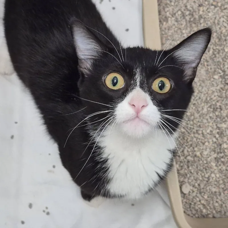 A young medium-sized female Black Domestic Short Hair cat named Vogue for adoption in Cleveland, MS