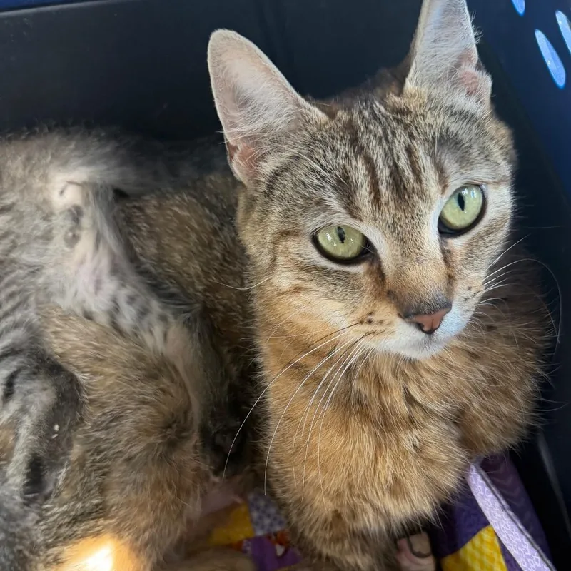 A young medium-sized female Brown / Chocolate Domestic Short Hair cat named Yasmine for adoption in Klamath Falls, OR