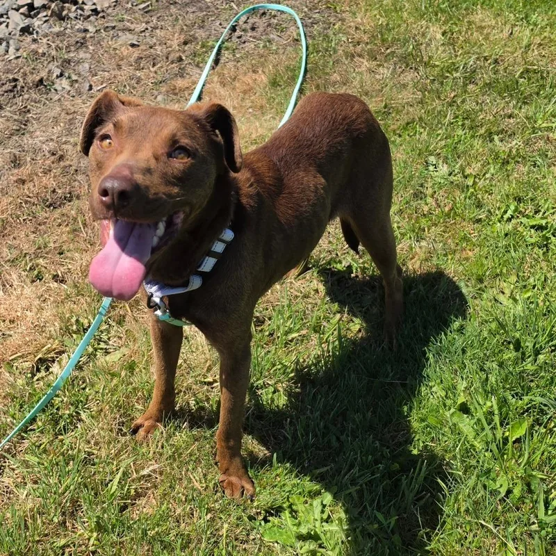 An adult medium-sized female Brown / Chocolate Mixed Breed dog named Pepper for adoption in Centralia, WA