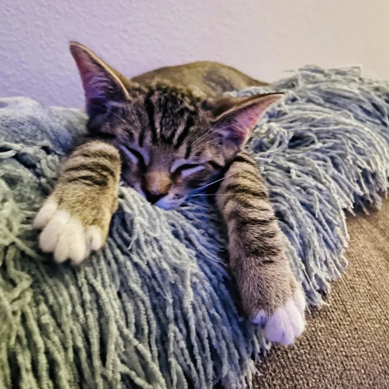 A baby medium-sized female Tabby (Brown / Chocolate) Domestic Short Hair cat named Sydney for adoption in Irvine, CA