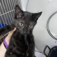 A baby small-sized male Black Domestic Short Hair cat named Cricket for adoption in Marble, NC