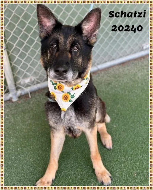 A senior medium-sized female Black German Shepherd Dog dog named Schatzi for adoption in Marietta, GA
