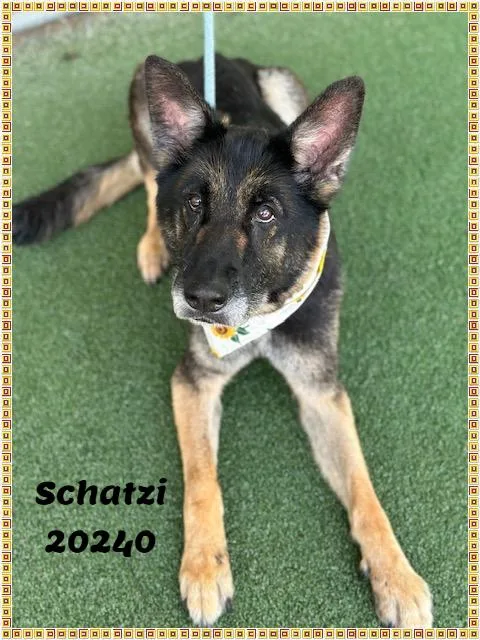Schatzi thumbnail 3