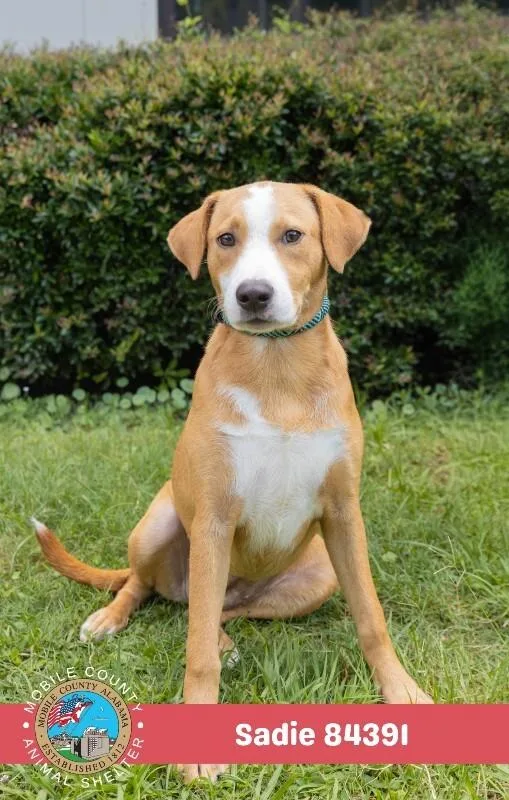 A young medium-sized female Brown / Chocolate Mixed Breed dog named Sadie for adoption in Mobile, AL
