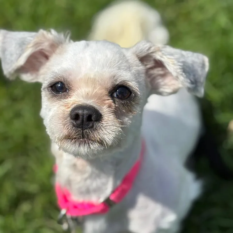 A young small-sized male White / Cream Shih Tzu dog named Morel for adoption in Brookfield, WI