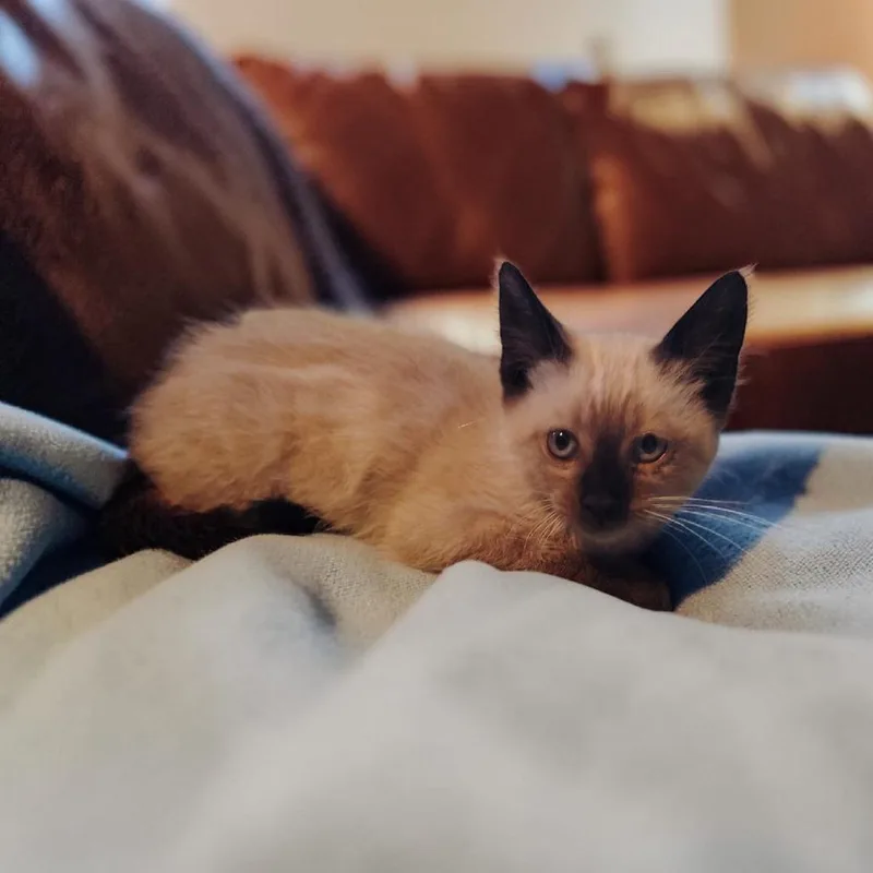 Duchess