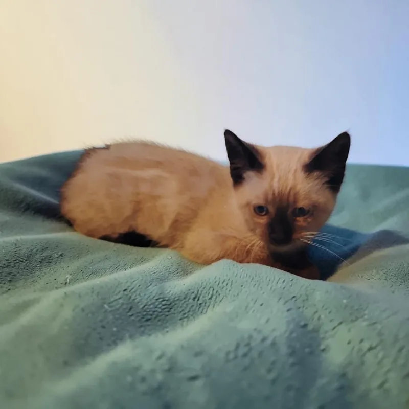 Duchess thumbnail 2