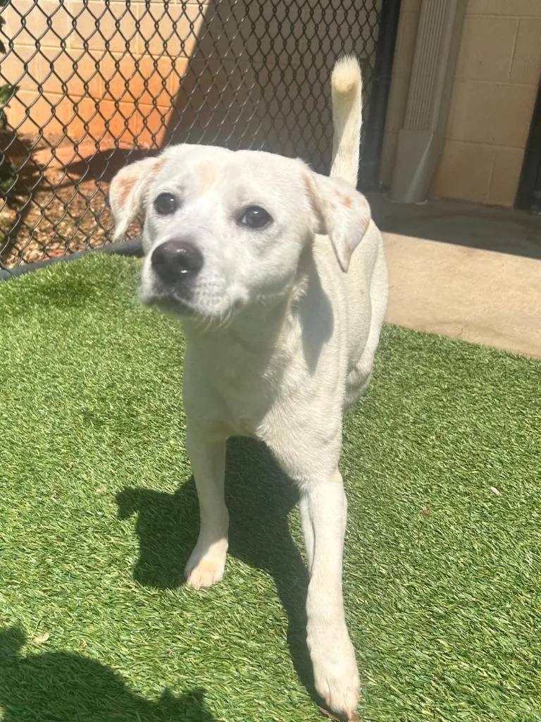 A young medium-sized male Beagle dog named Goose for adoption in Madison, GA