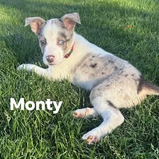 A baby medium-sized male White / Cream Australian Shepherd dog named Monty for adoption in Phoenix, AZ