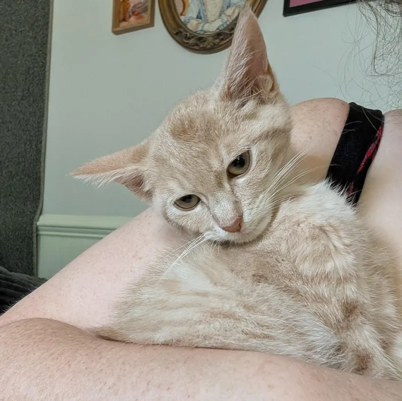 A baby medium-sized female Buff / Tan / Fawn Tabby cat named Tulip for adoption in Richmond, VA
