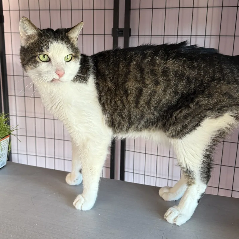 An adult medium-sized male Domestic Short Hair cat named Ollie for adoption in Aurora, CO
