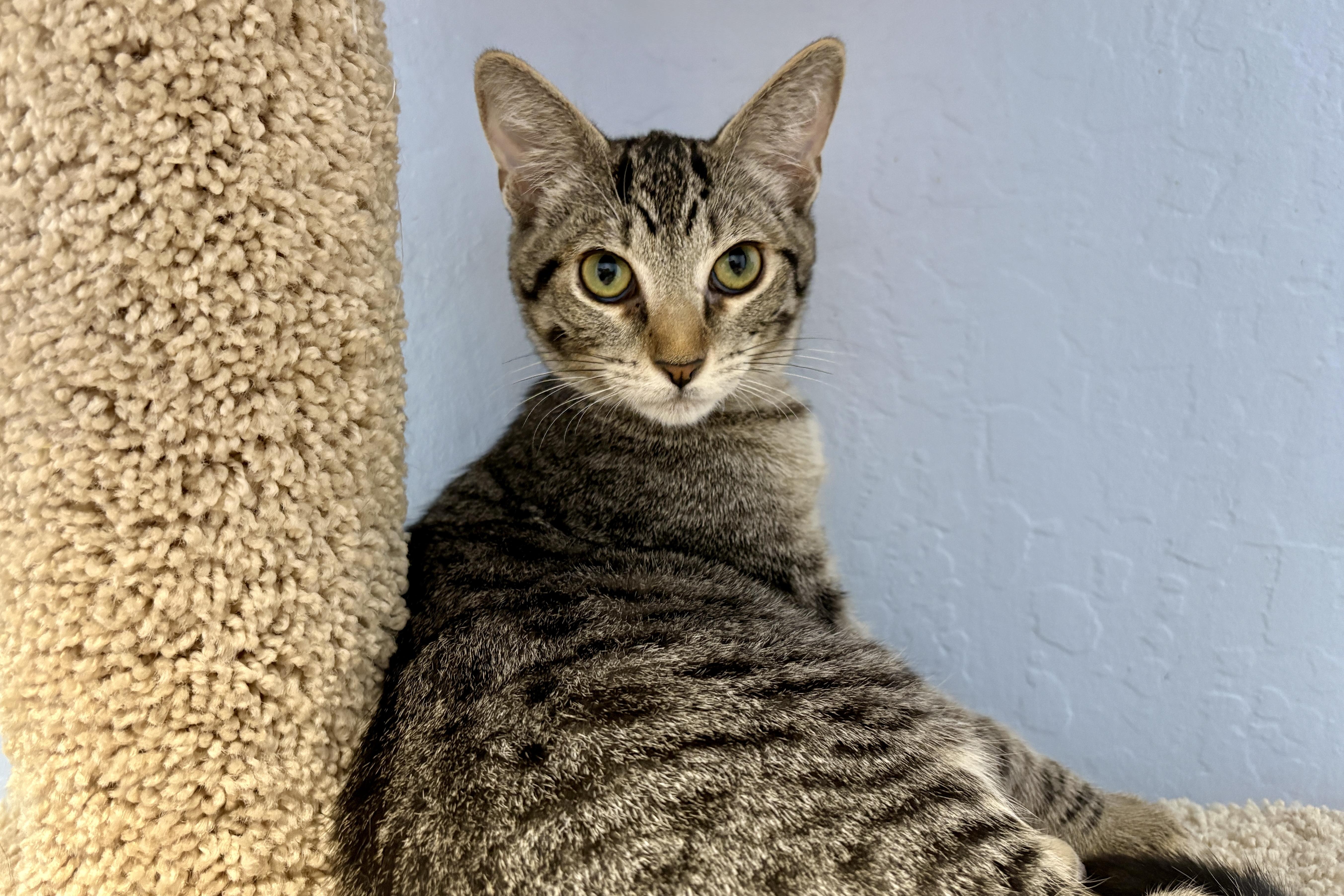 A baby small-sized female Domestic Short Hair cat named Rihanna for adoption in Fountain Hills, AZ