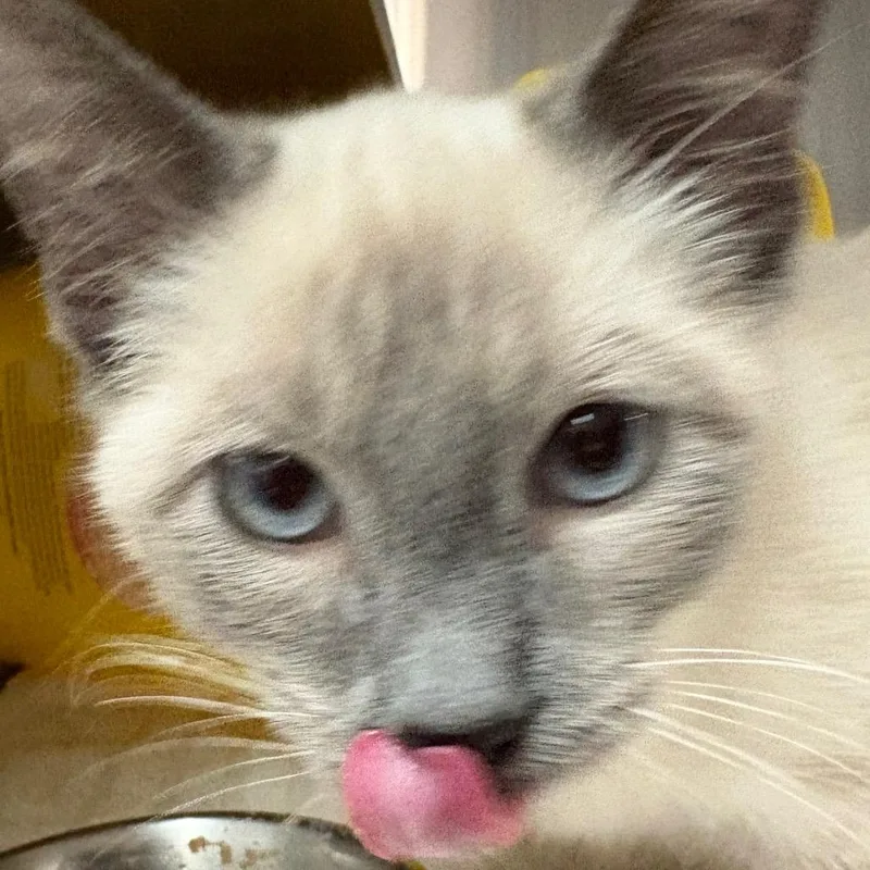 A baby small-sized male White Domestic Short Hair cat named Bean for adoption in Manhattan, KS